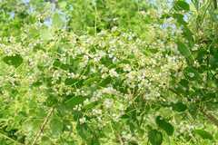 Salvadora persica